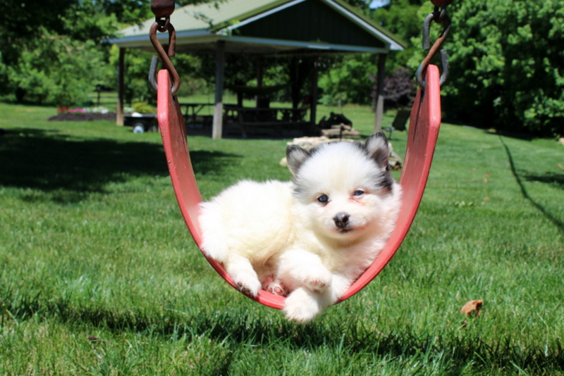 puppy, for, sale, Pomsky, Matthew B. Stoltzfus, dog, breeder, Gap, PA, dog-breeder, puppy-for-sale, forsale, nearby, find, puppyfind, locator, puppylocator, aca